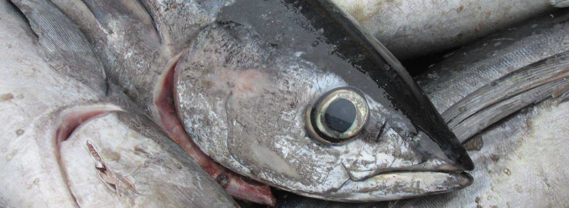 Albacore landed in Newport
