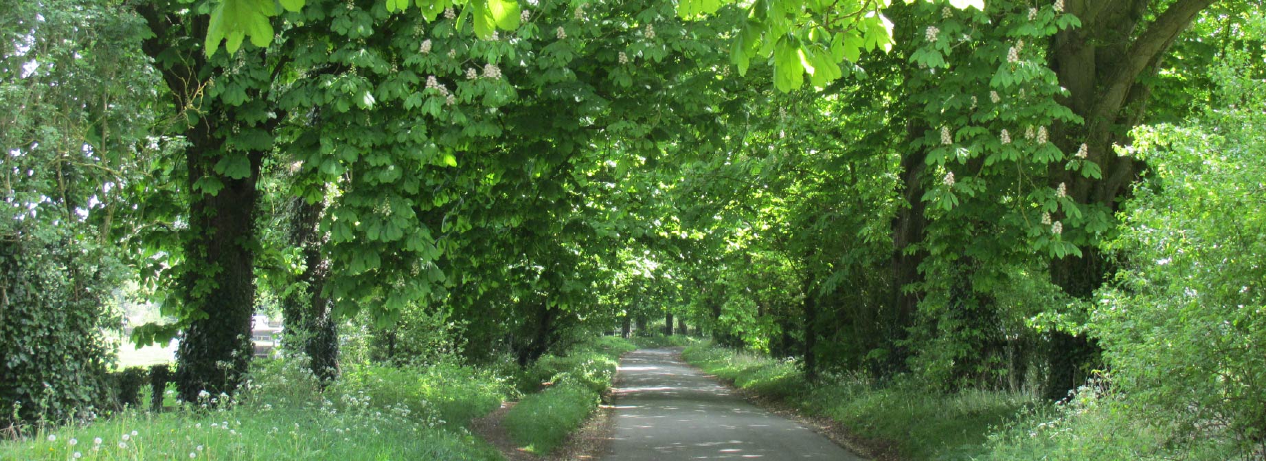 Horse chestnut avenue into Lockinge