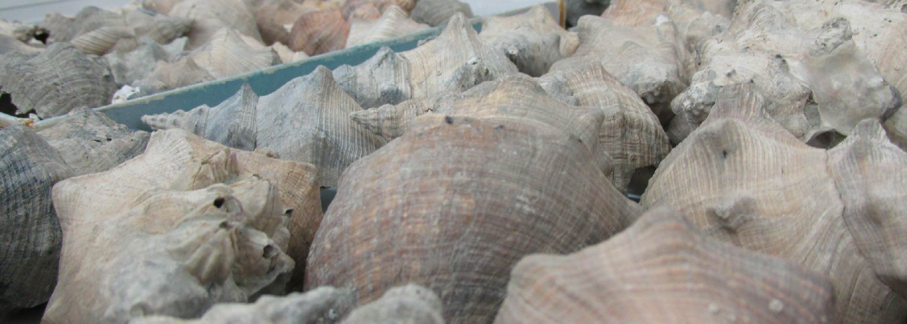 Penion cuvierianus shells at Te Papa Tongarewa during my PhD