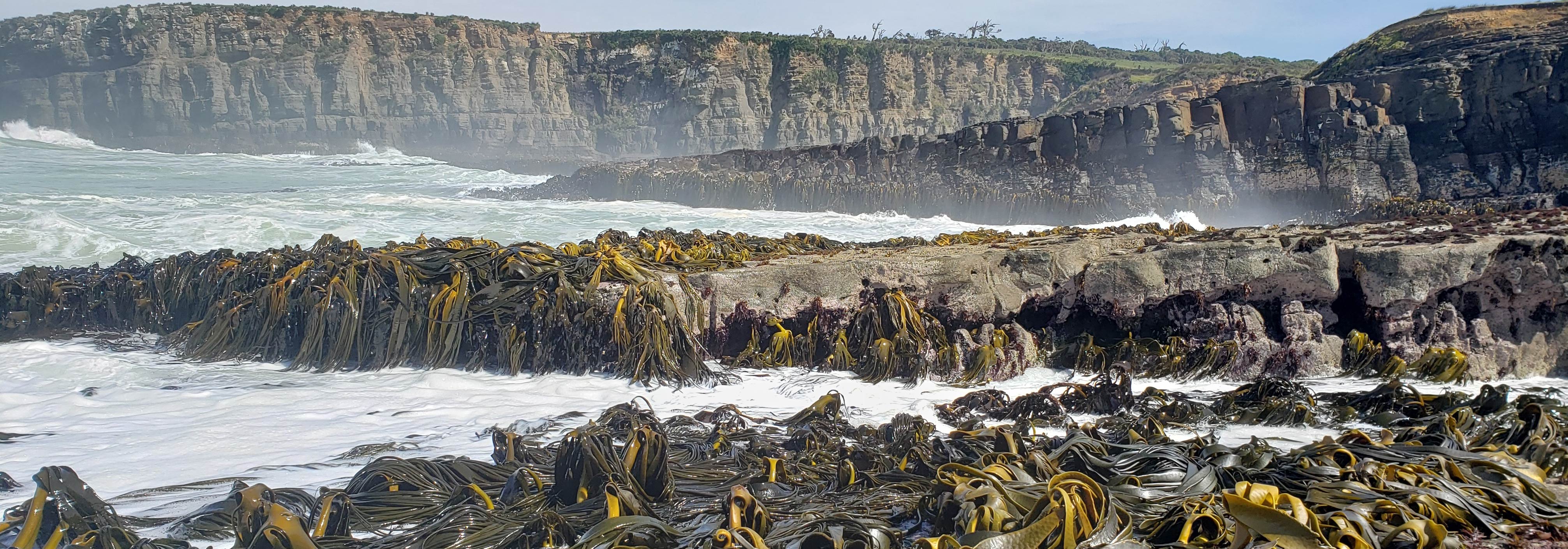 Durvillaea at Tautuku